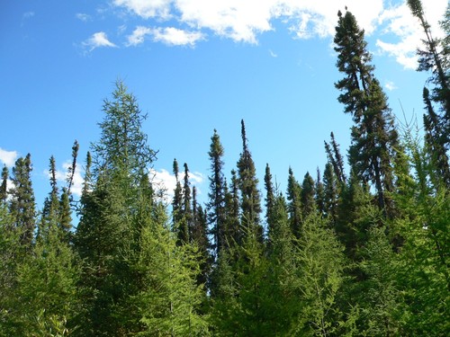Black Spruce