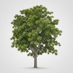 Black Walnut Identification Guide