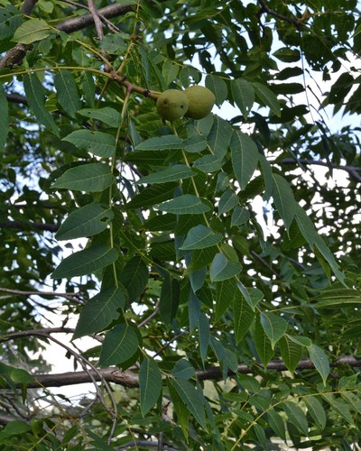 Black Walnut