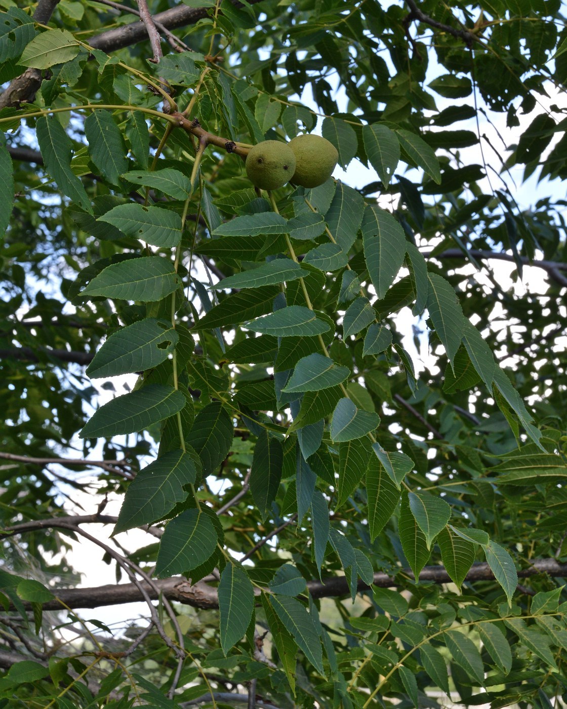 How to Care for Black Walnut