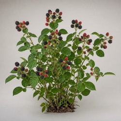 Blackberry Identification Guide