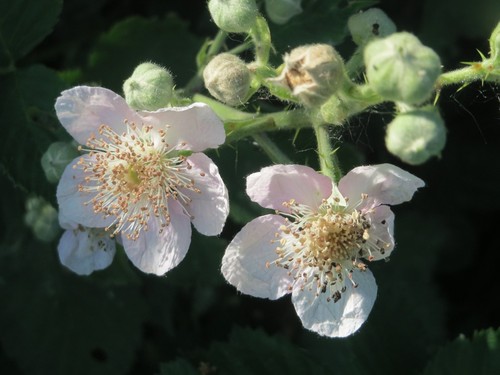 Blackberry