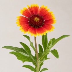 Blanket Flower Identification Guide
