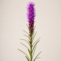 Blazing Star Identification Guide