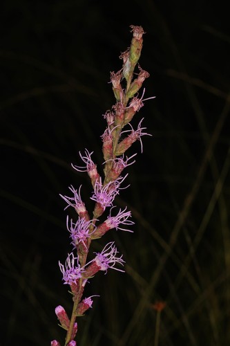 Blazing Star