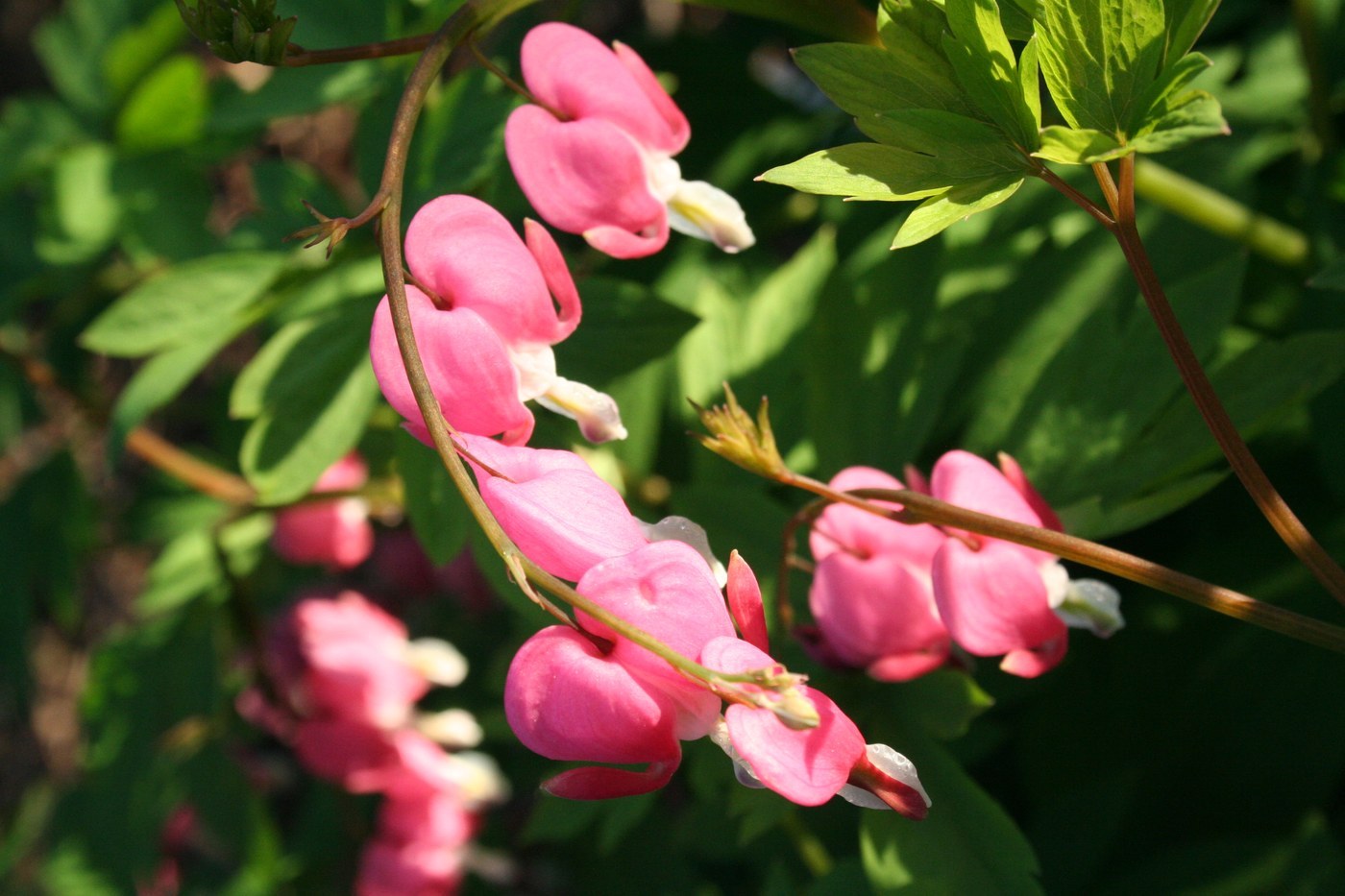 How to Care for Bleeding Heart