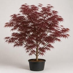 Bloodgood Japanese Maple Identification Guide