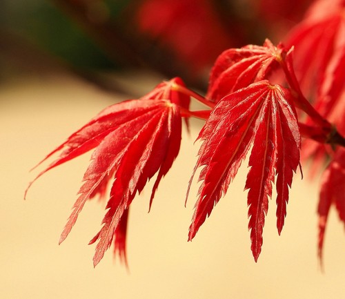 Bloodgood Japanese Maple