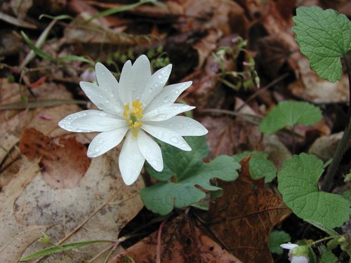 Bloodroot