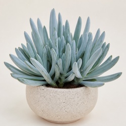 Blue Chalksticks Identification Guide