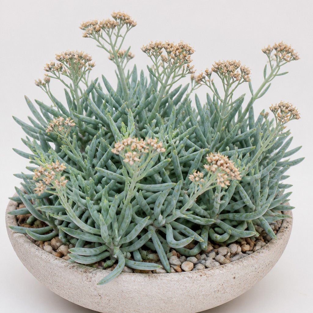 Blue Chalksticks