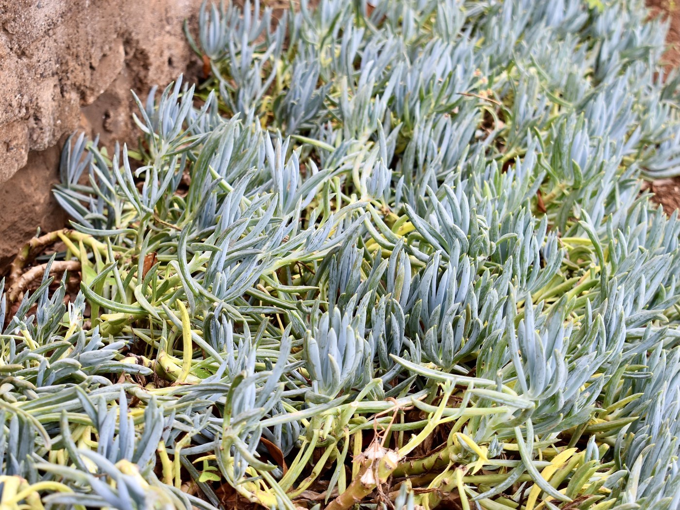 How to Care for Blue Chalksticks