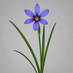 Blue-eyed Grass Identification Guide