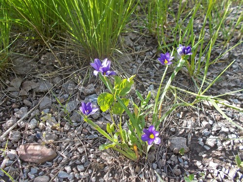 Blue-eyed Grass