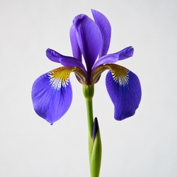 Blue Flag Iris Identification Guide
