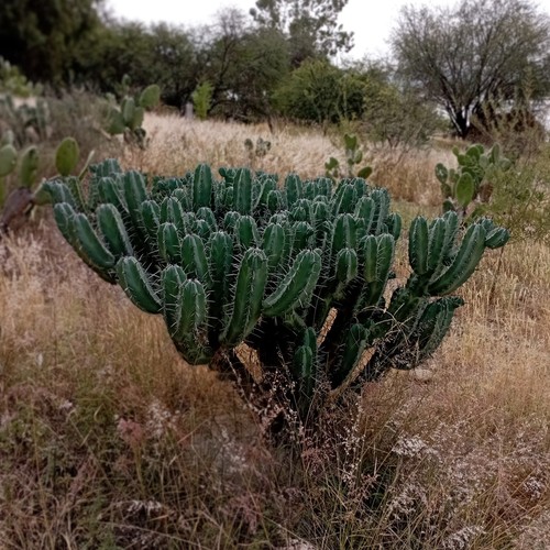 Blue Flame Cactus
