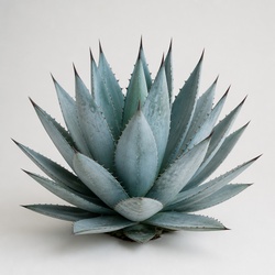 Blue Glow Agave Identification Guide