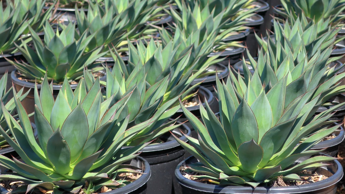 How to Care for Blue Glow Agave