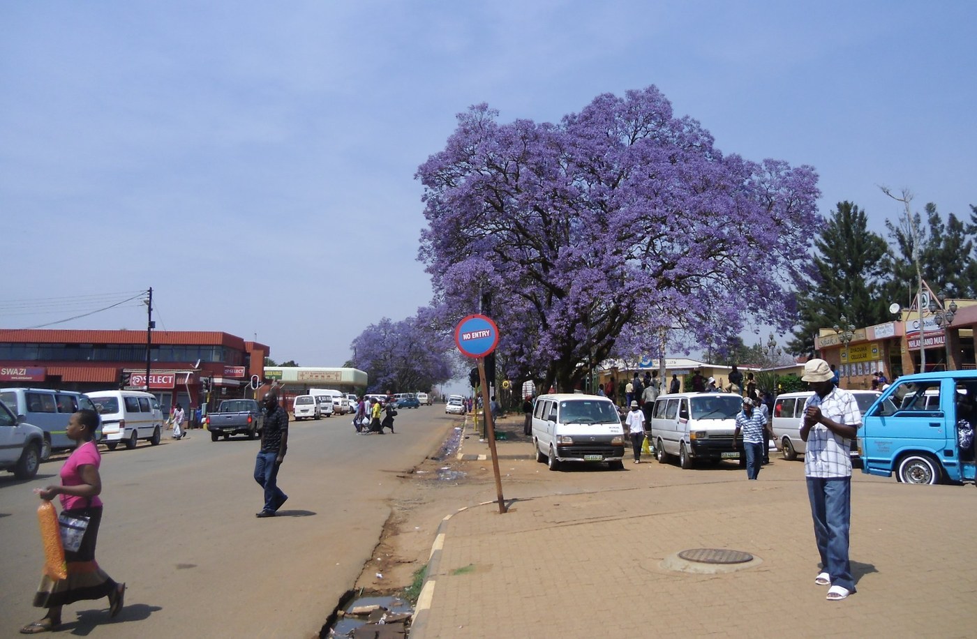 How to Care for Blue Jacaranda