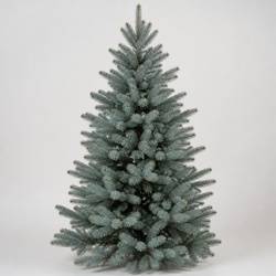 Blue Spruce Identification Guide