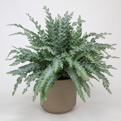 Blue Star Fern Identification Guide