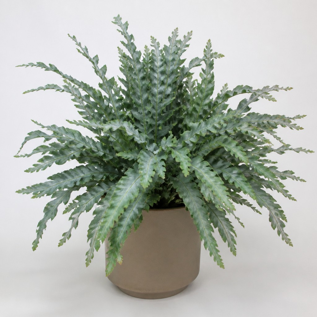 Blue Star Fern