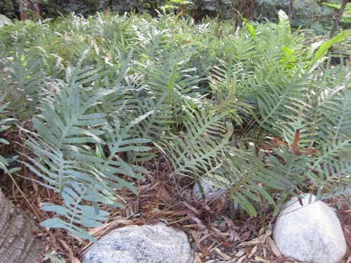 Blue Star Fern