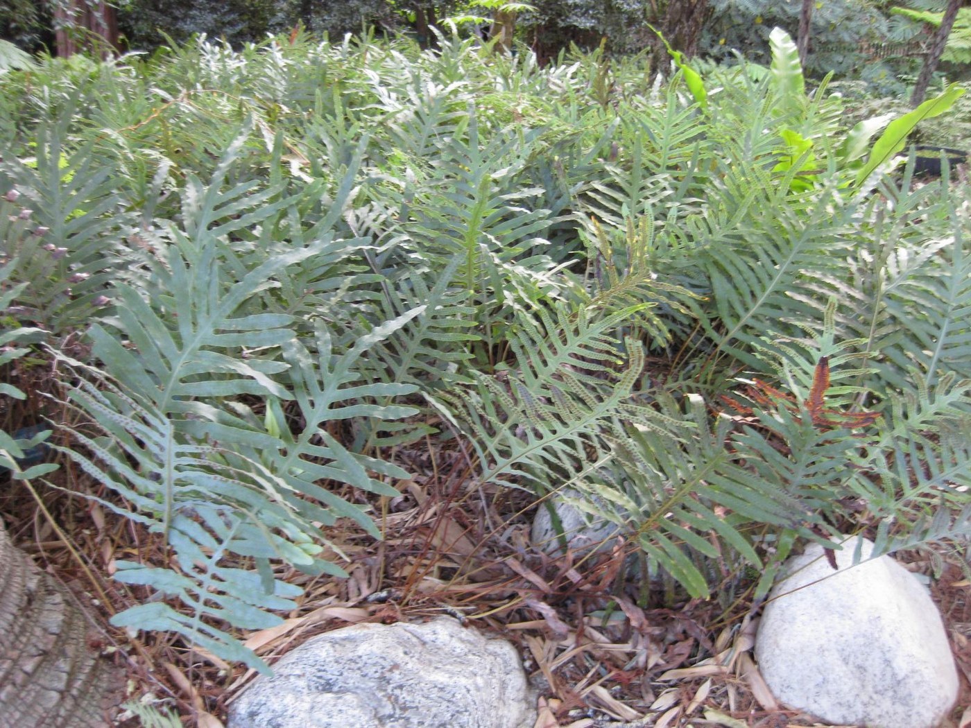 How to Care for Blue Star Fern