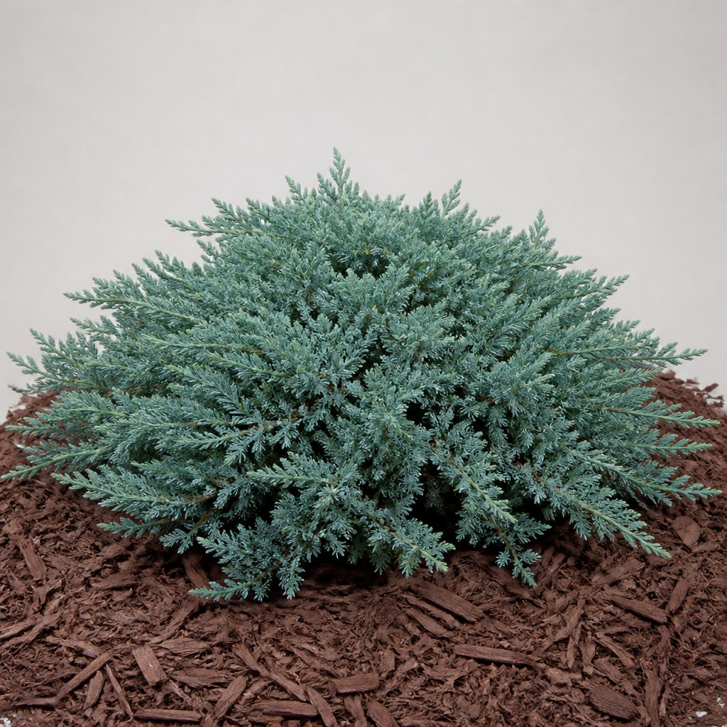 Blue Star Juniper