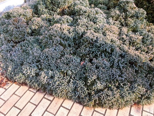 Blue Star Juniper