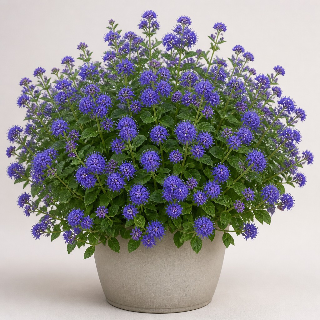 Bluebeard