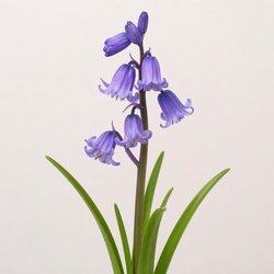 Bluebell Identification Guide