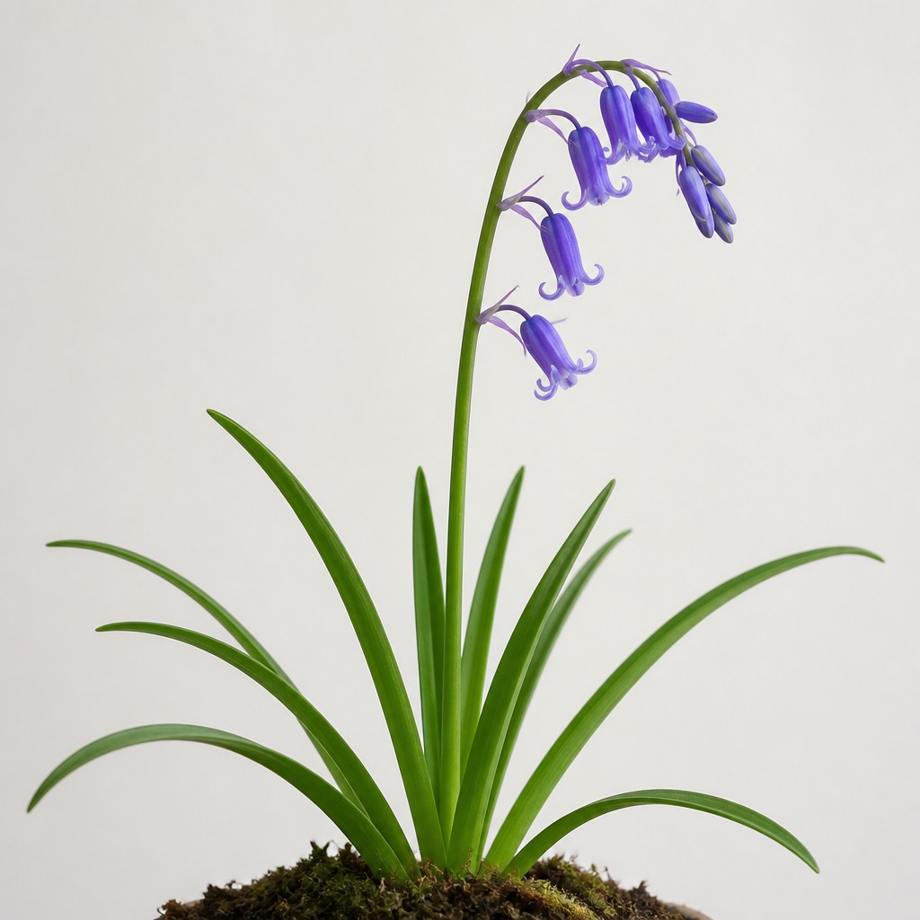 Bluebell