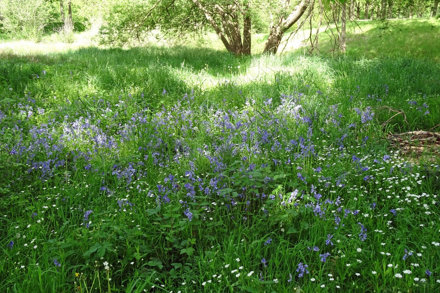 How to Care for Bluebell