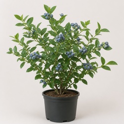 Blueberry Identification Guide