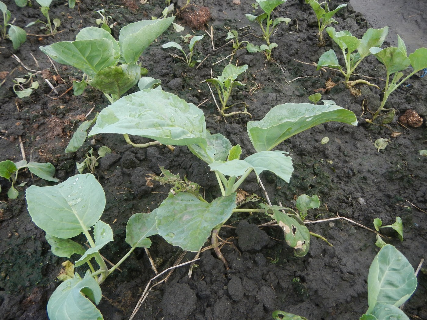 How to Care for Bok Choy