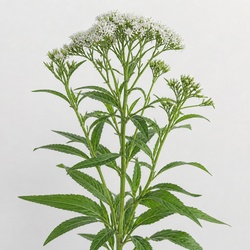 Boneset Identification Guide