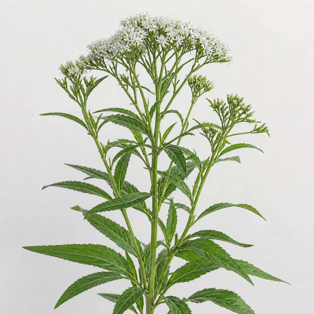 Boneset