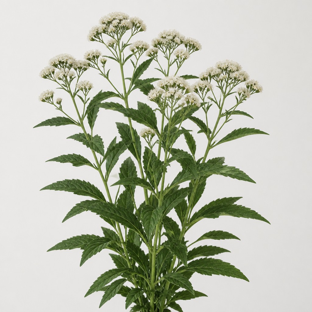 Boneset