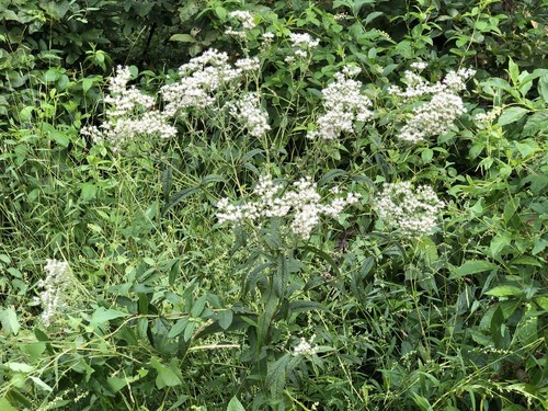 Boneset