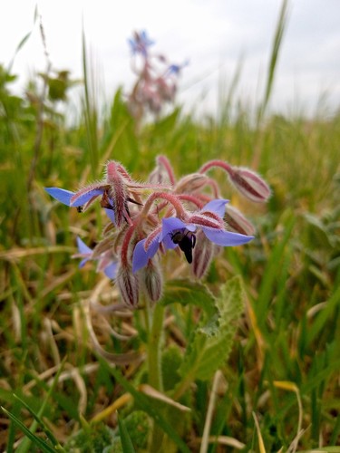 Borage