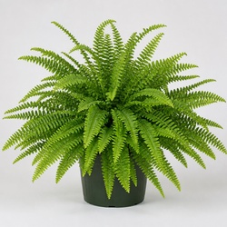 Boston Fern Identification Guide