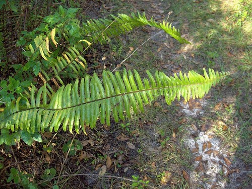 Boston Fern