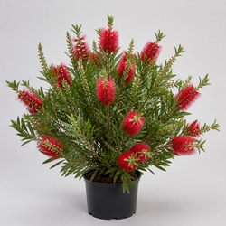Bottlebrush Tree Identification Guide