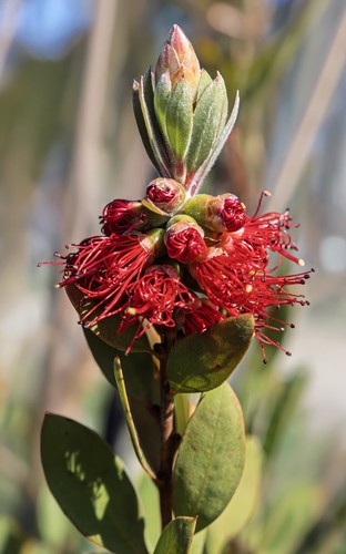 Bottlebrush