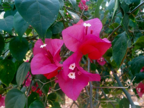 Bougainvillea