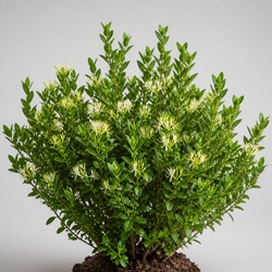 Box Honeysuckle Identification Guide