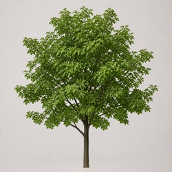 Boxelder Identification Guide