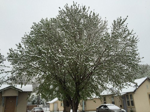 Boxelder