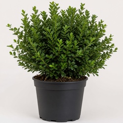 Boxwood Identification Guide